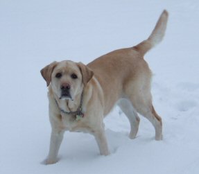 Lacey In The Snow