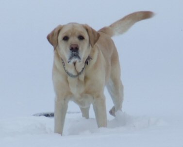 More of Lacey In The Snow
