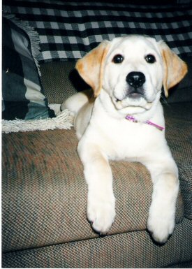 Lacey When She Was A Puppy