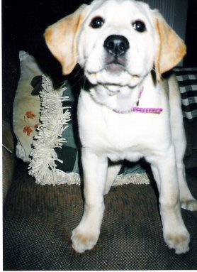 More of Lacey As A Puppy