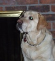 Lacey By The Fireplace