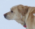 Lacey Looking On